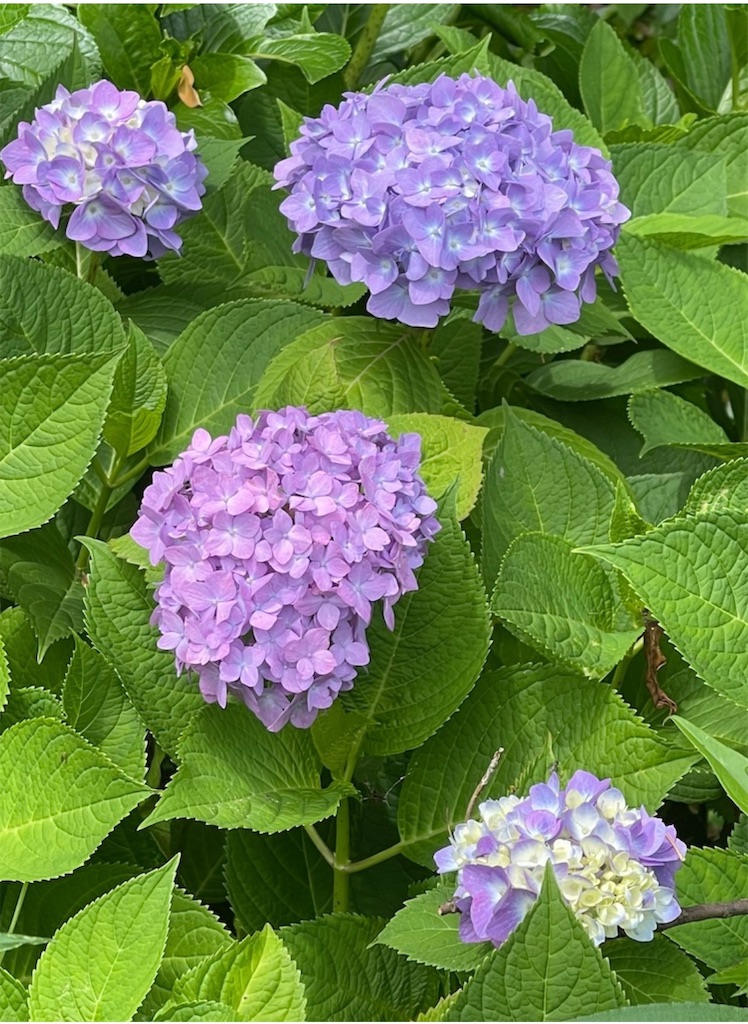 f:id:emi-sk:20210619114920j:image f:id:emi-sk:20210619114920j:image