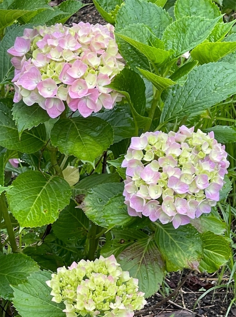 f:id:emi-sk:20210619114949j:image f:id:emi-sk:20210619114949j:image