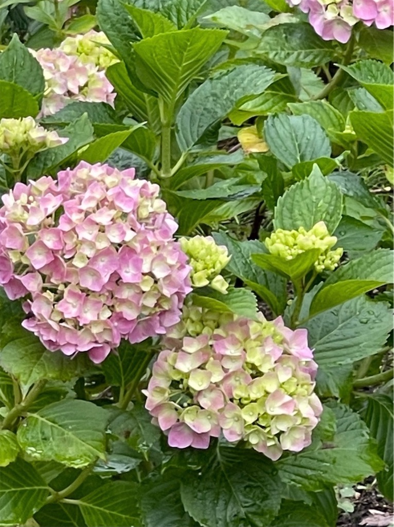f:id:emi-sk:20210619115019j:image f:id:emi-sk:20210619115019j:image