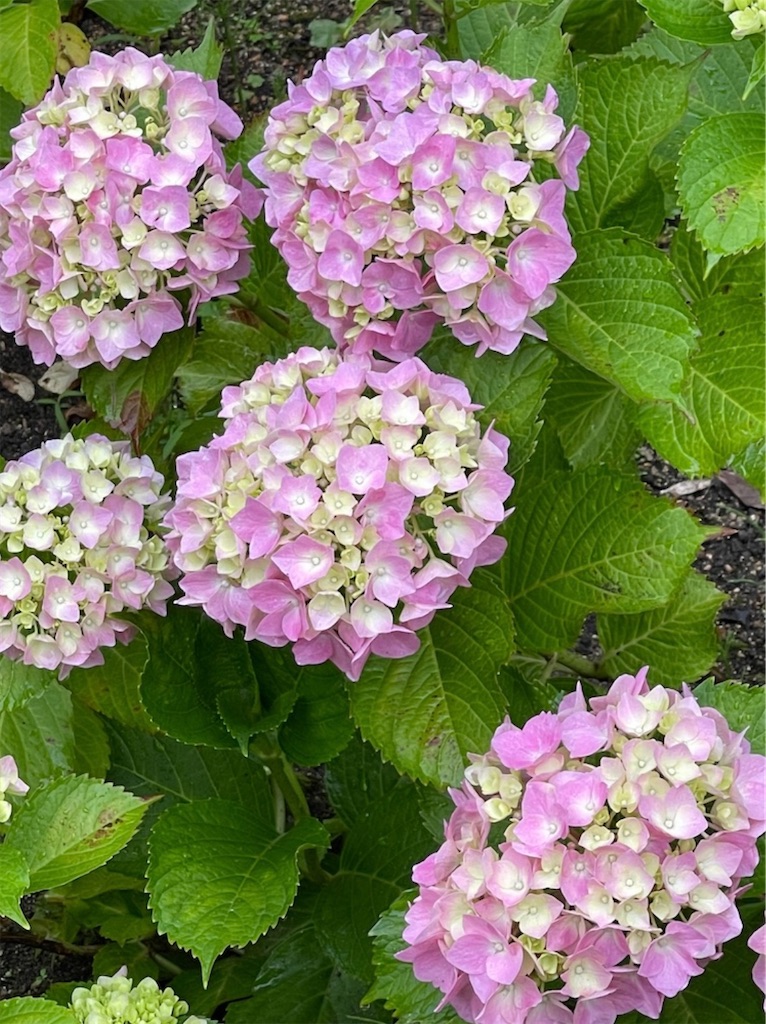 f:id:emi-sk:20210619115038j:image f:id:emi-sk:20210619115038j:image