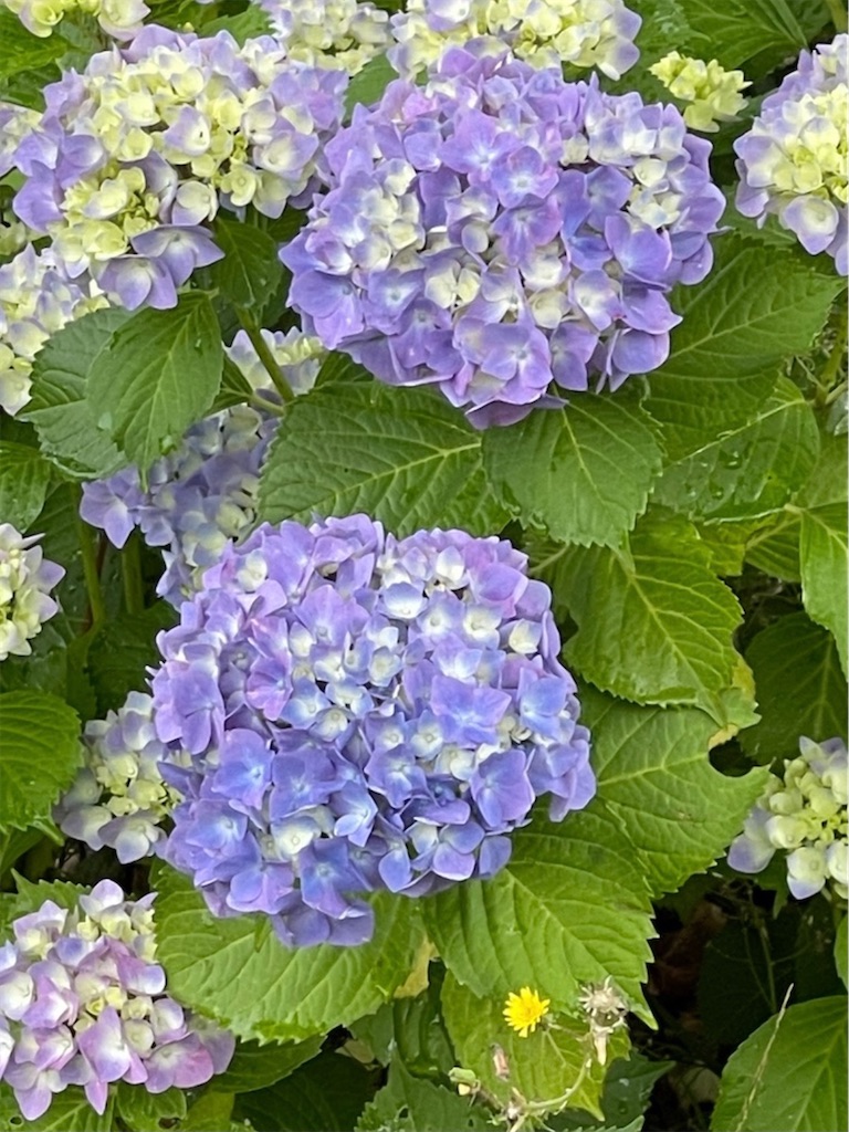 f:id:emi-sk:20210619115103j:image f:id:emi-sk:20210619115103j:image