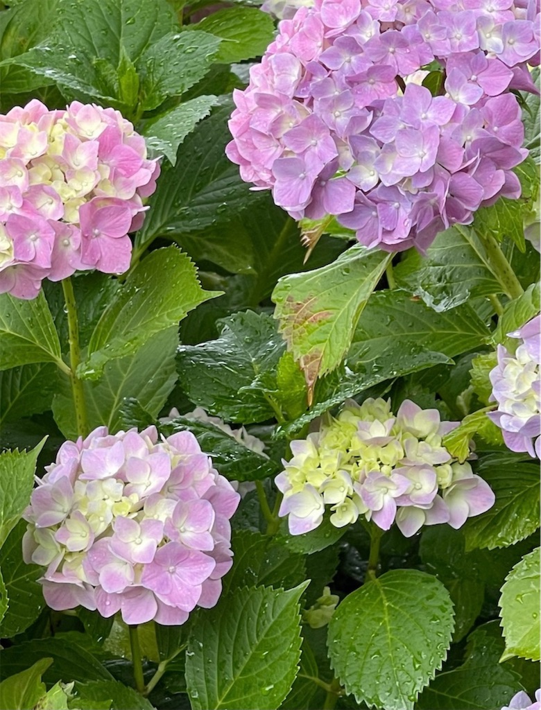 f:id:emi-sk:20210619115117j:image f:id:emi-sk:20210619115117j:image