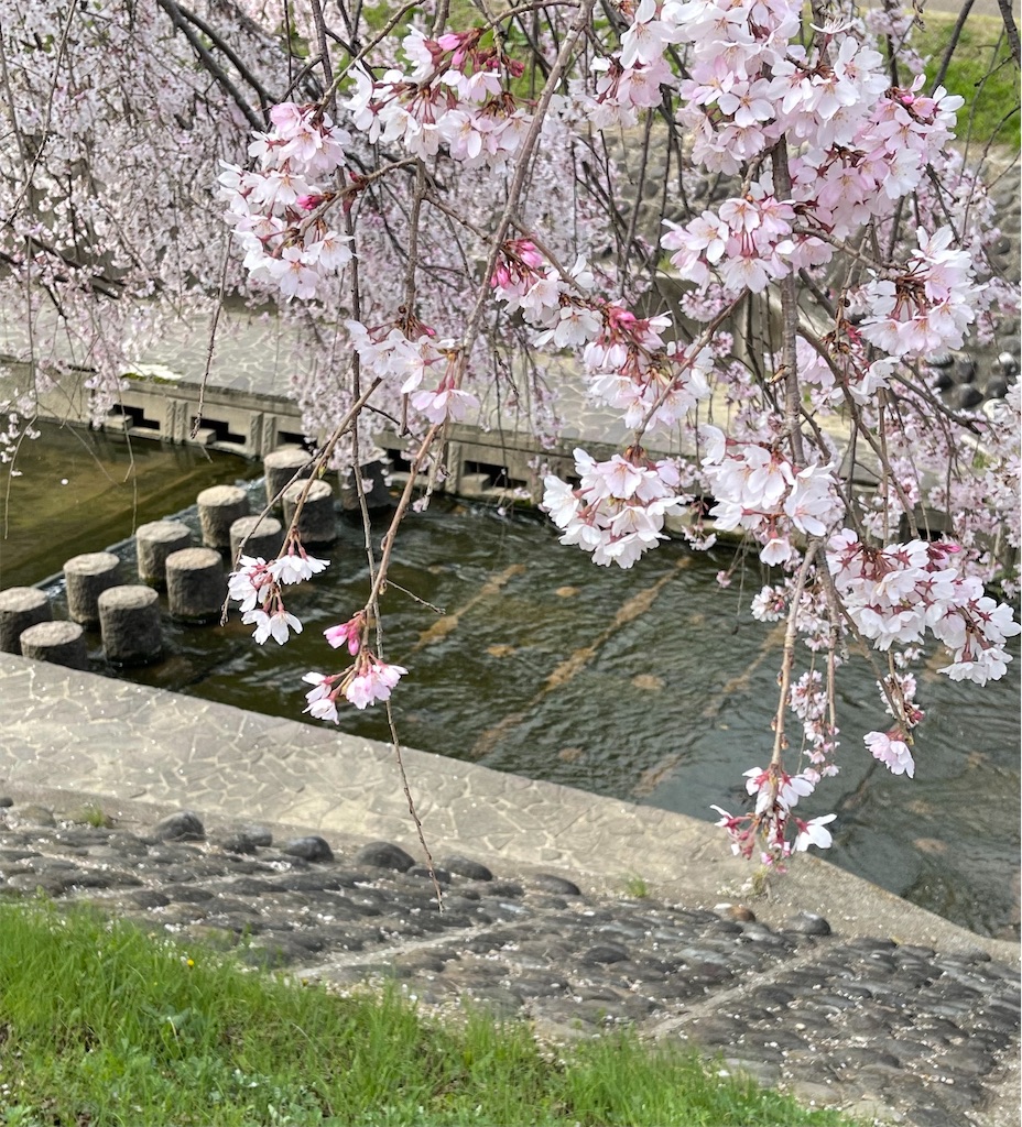 f:id:emi-sk:20220331184812j:image