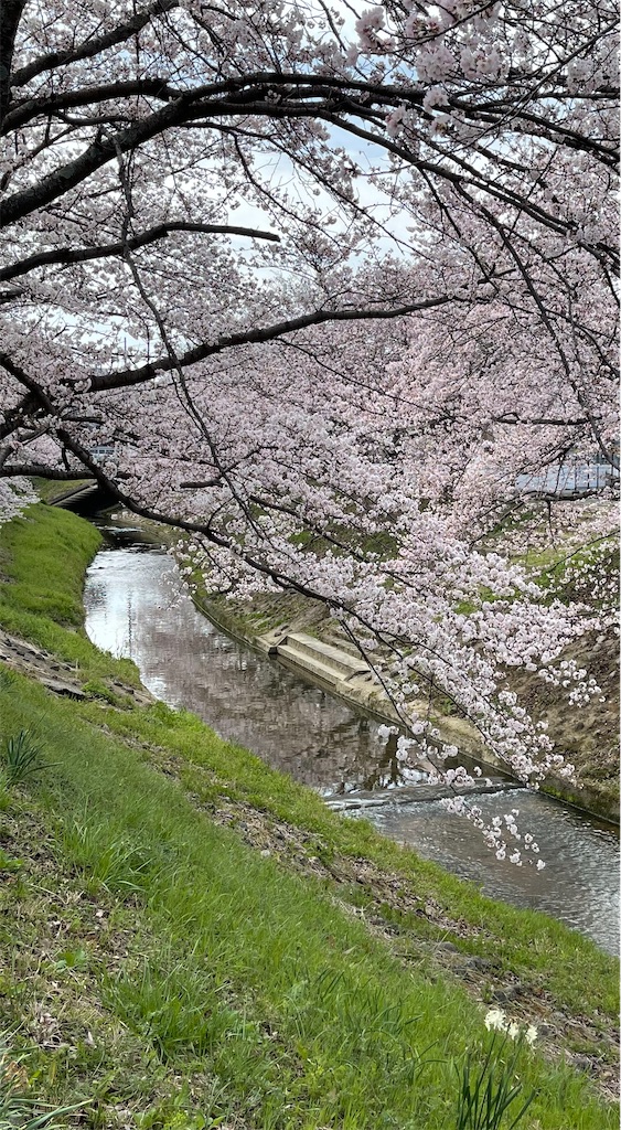 f:id:emi-sk:20220331185000j:image