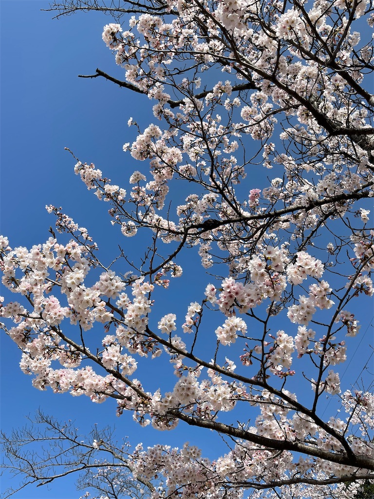 f:id:emi-sk:20220331185016j:image