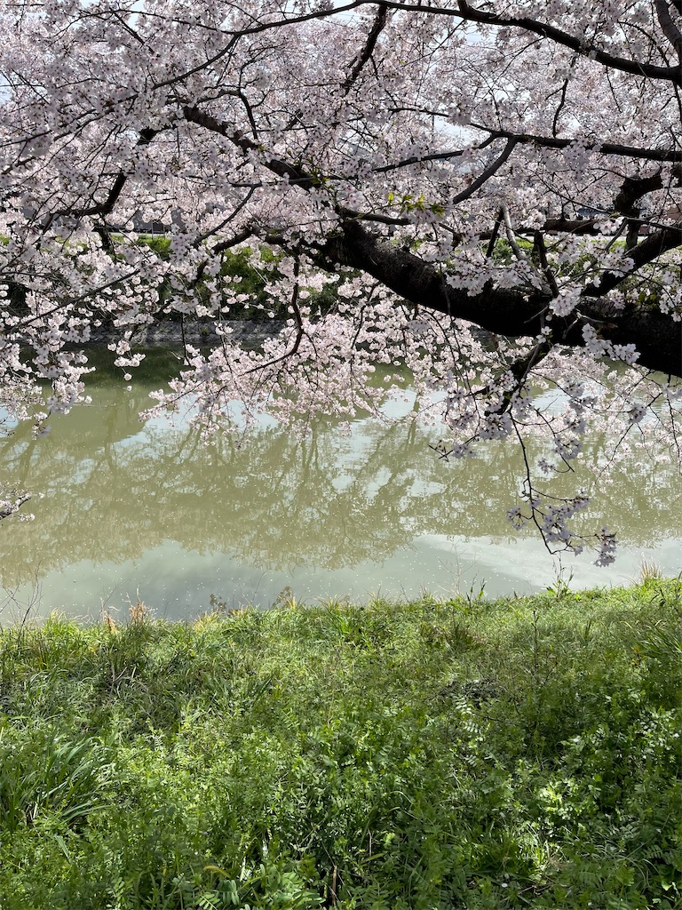 f:id:emi-sk:20220408064039j:image