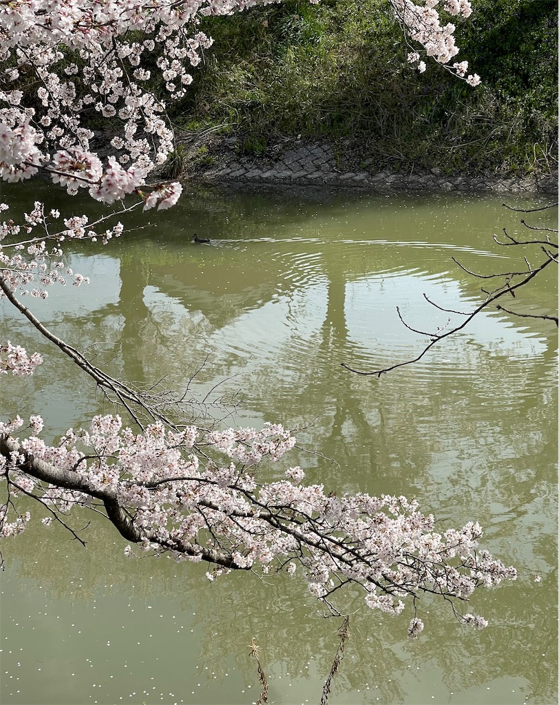 f:id:emi-sk:20220408064100j:image