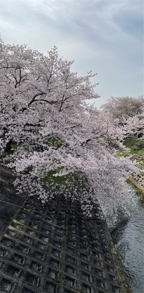 f:id:emi-sk:20220412065032j:image