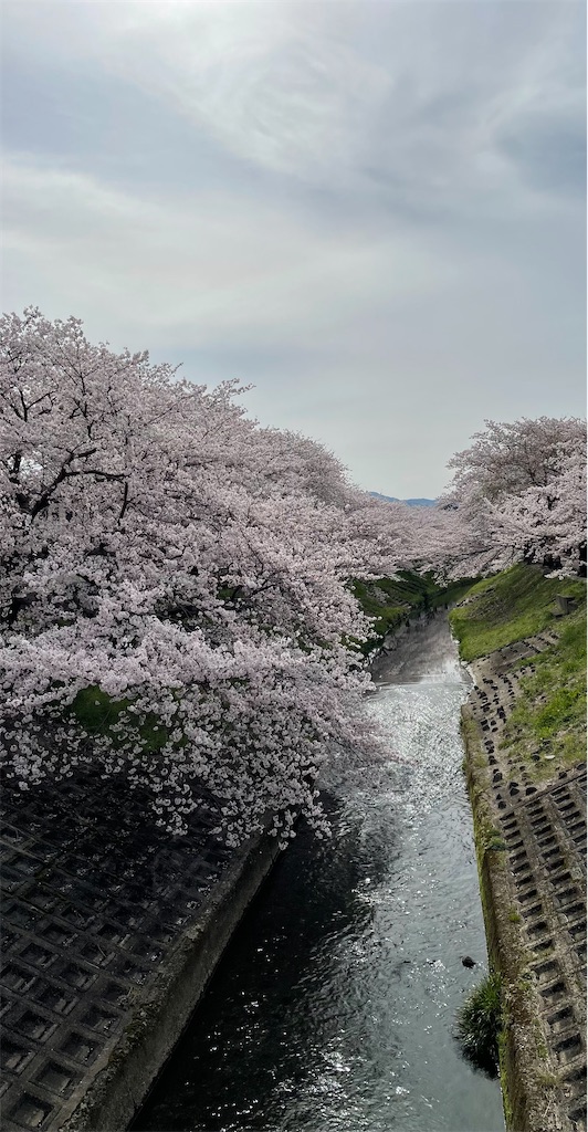f:id:emi-sk:20220412065046j:image