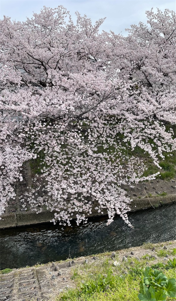 f:id:emi-sk:20220412065105j:image