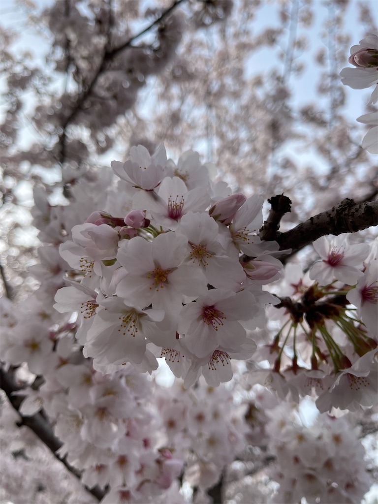 f:id:emi-sk:20220412065121j:image