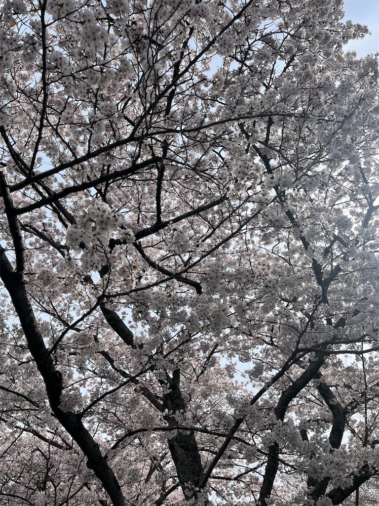 f:id:emi-sk:20220412065212j:image
