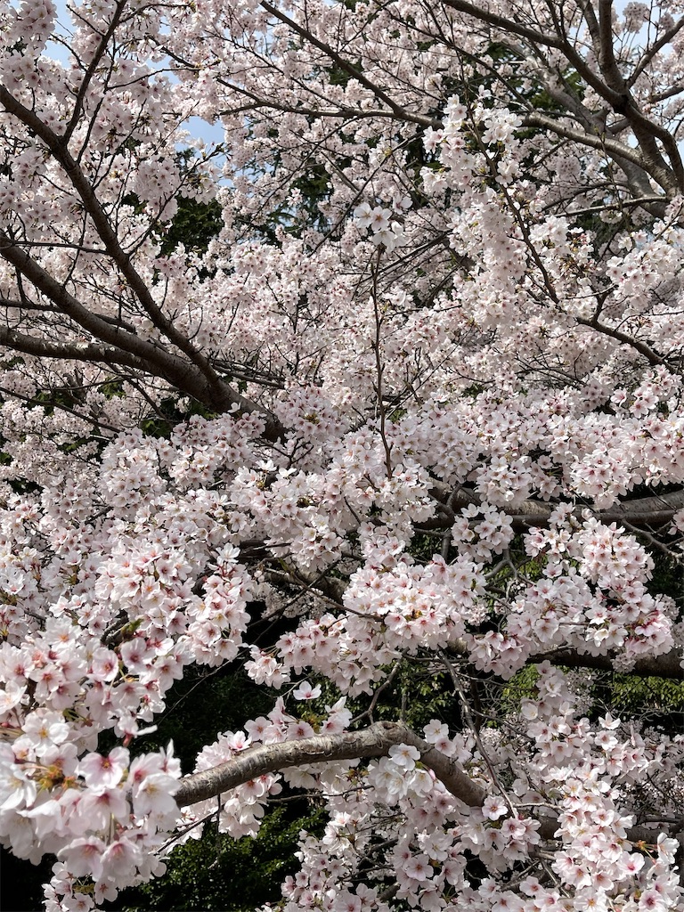 f:id:emi-sk:20220412065223j:image