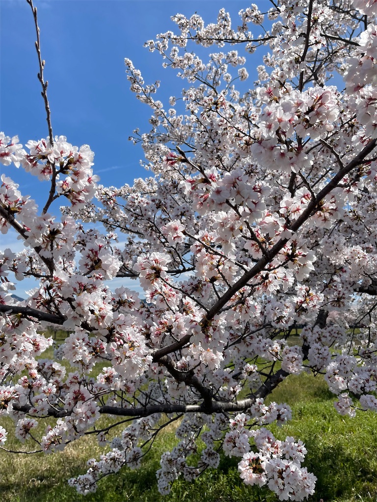 f:id:emi-sk:20220419063834j:image f:id:emi-sk:20220419063834j:image