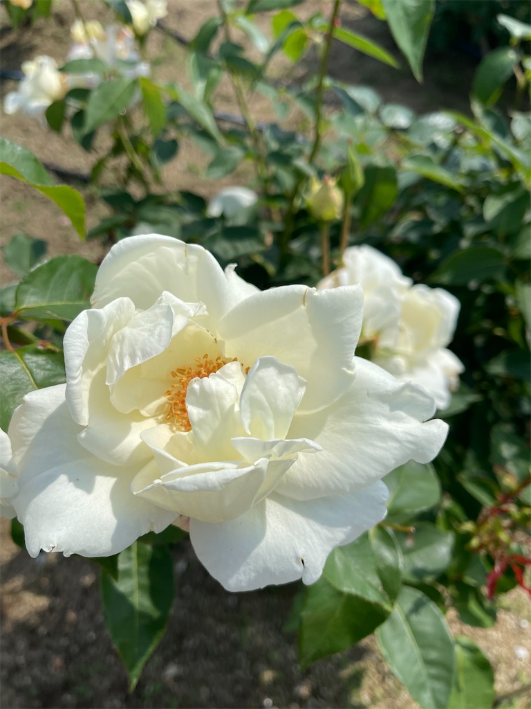 f:id:emi-sk:20220519214525j:image