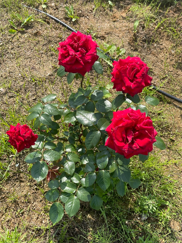 f:id:emi-sk:20220519214534j:image