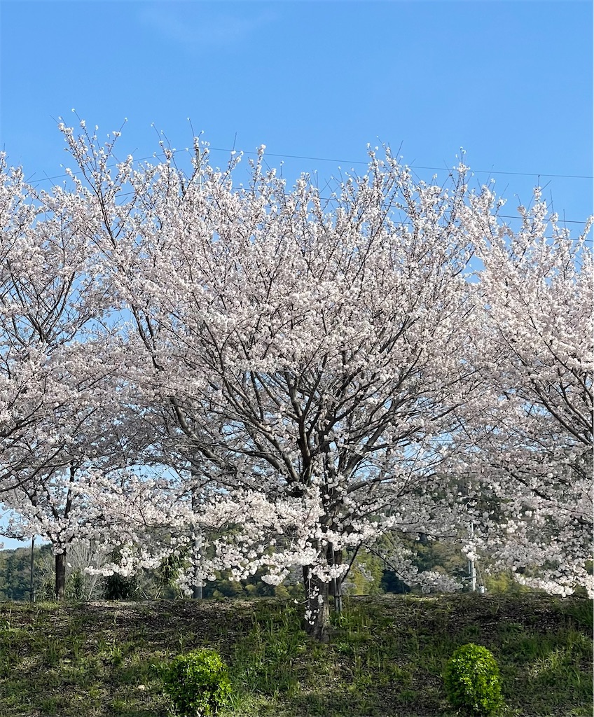 f:id:emi-sk:20230329110117j:image