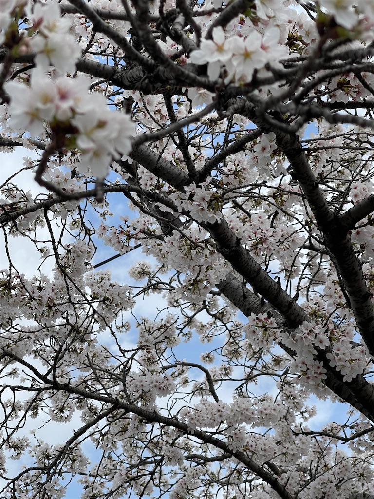 f:id:emi-sk:20230403192004j:image