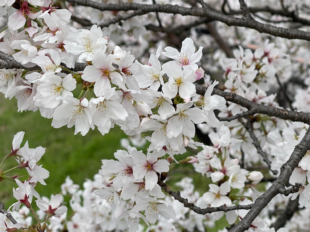 f:id:emi-sk:20230403192125j:image