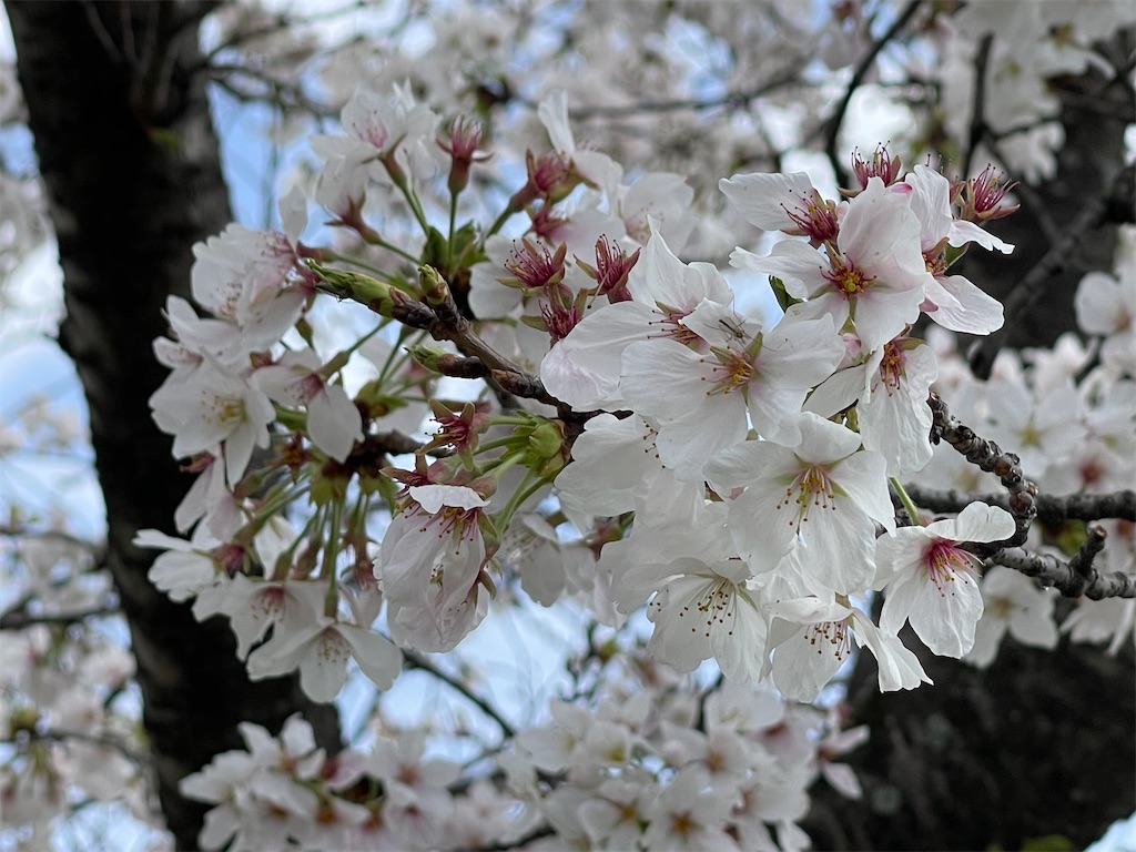 f:id:emi-sk:20230404065658j:image