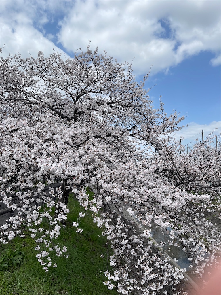 f:id:emi-sk:20230404065742j:image