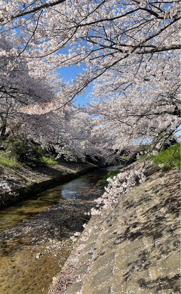 f:id:emi-sk:20230405194221j:image