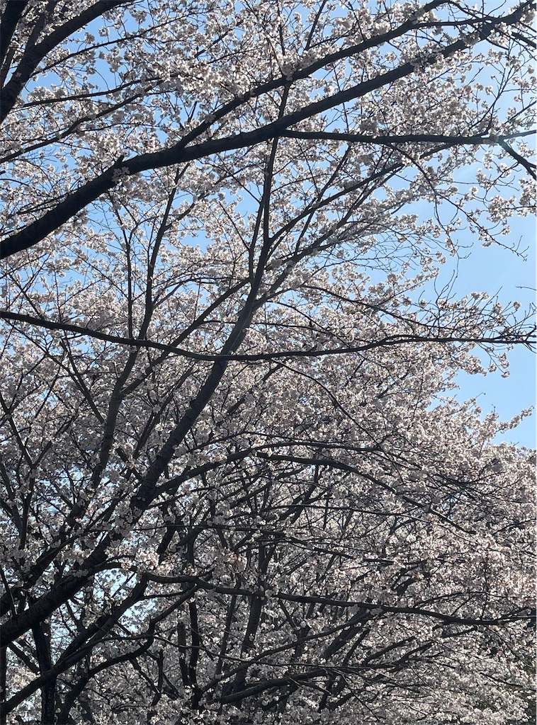 f:id:emi-sk:20230411070443j:image