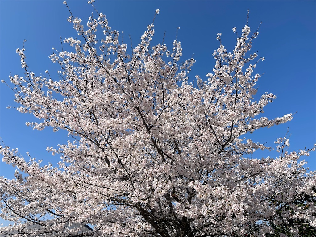 f:id:emi-sk:20230411070631j:image
