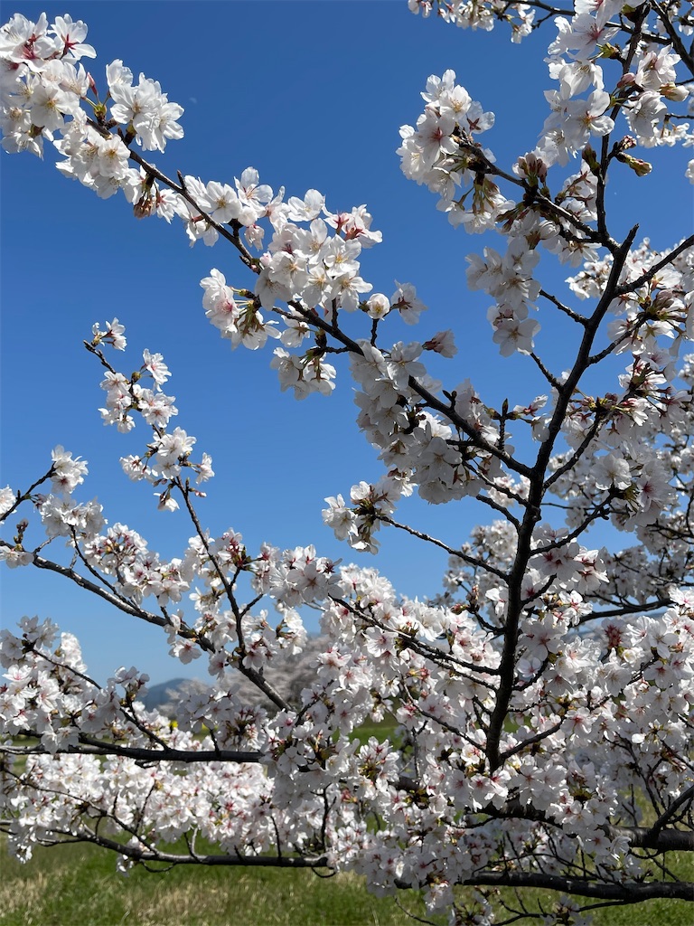 f:id:emi-sk:20230413211813j:image