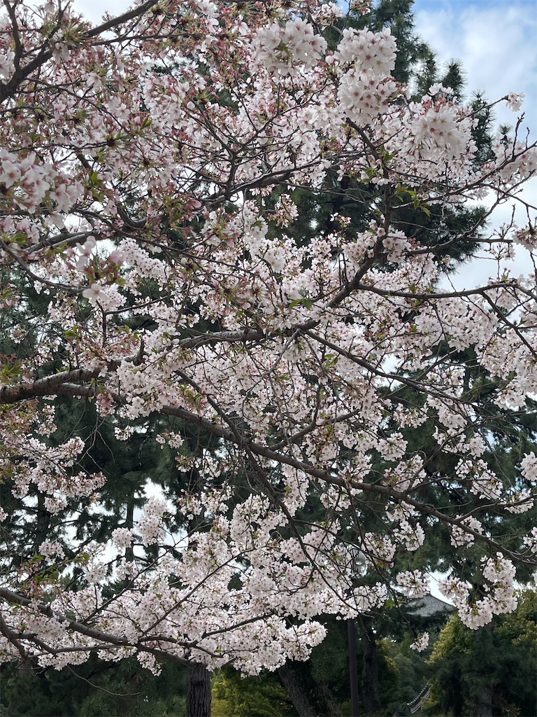 f:id:emi-sk:20230416195111j:image