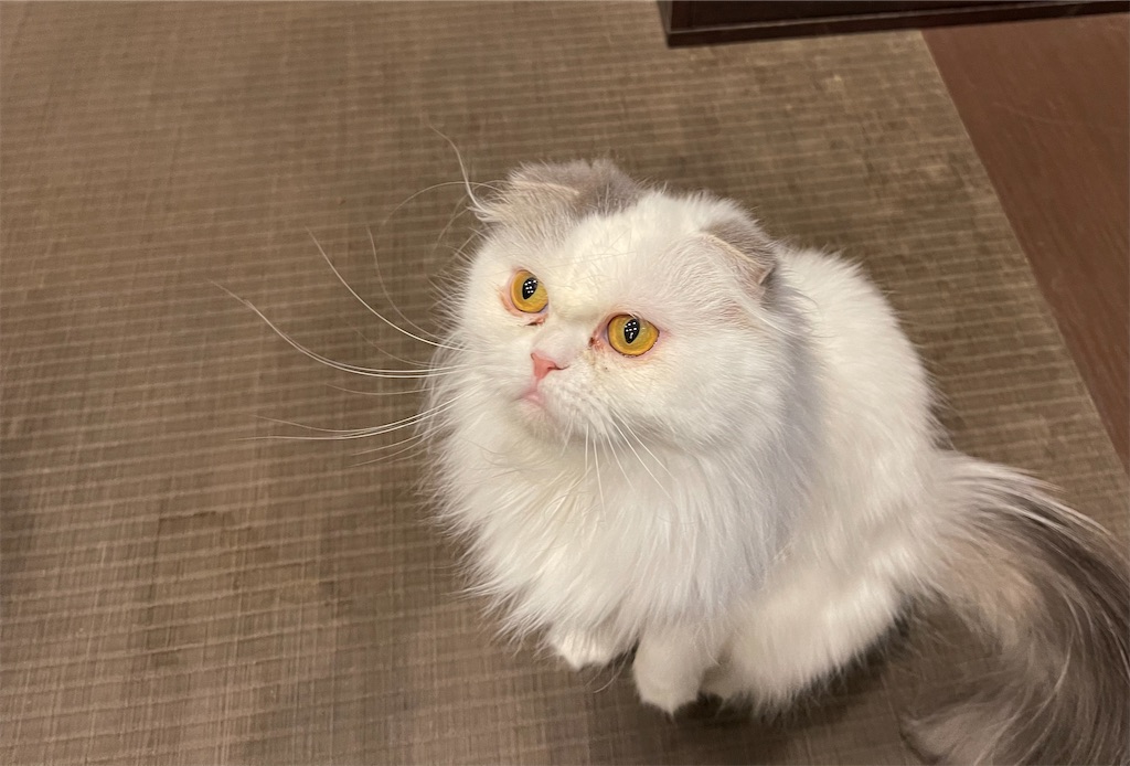 f:id:emi-sk:20230621194950j:image