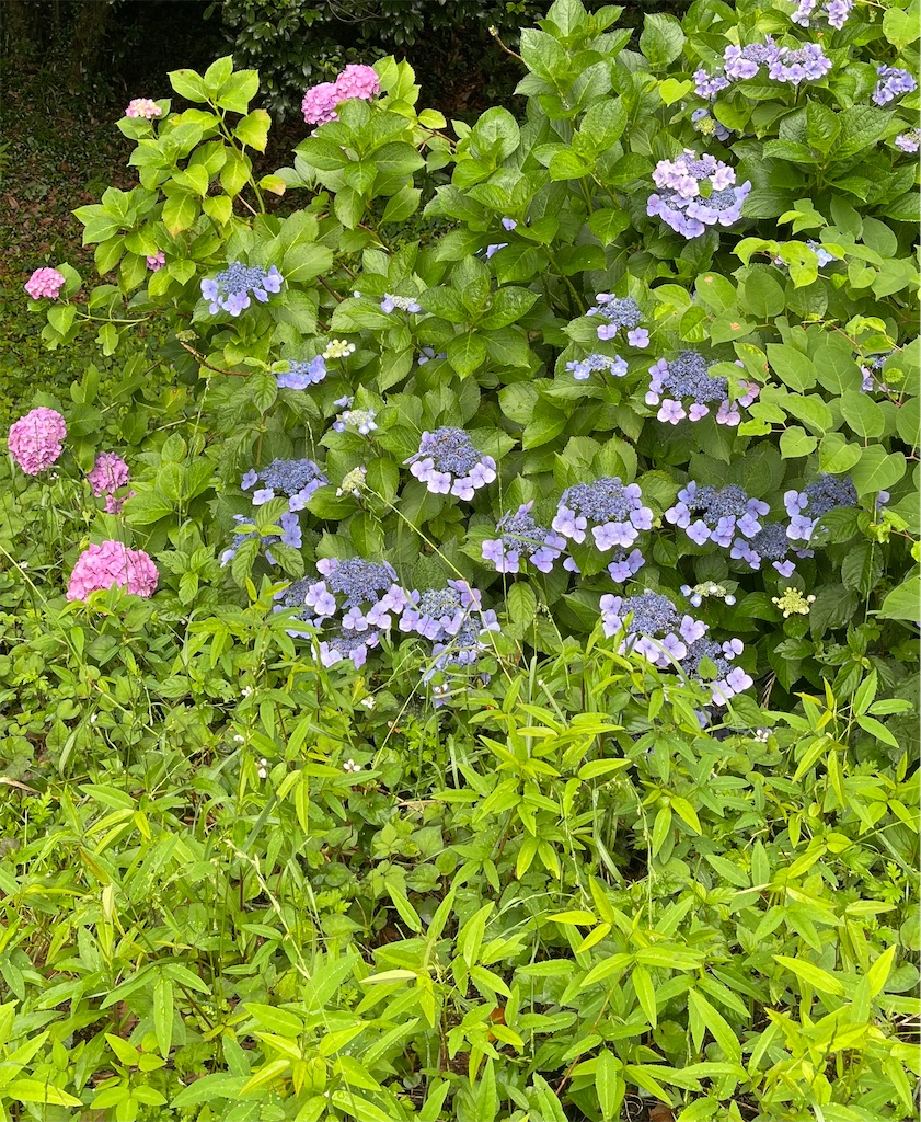 f:id:emi-sk:20230626073245j:image