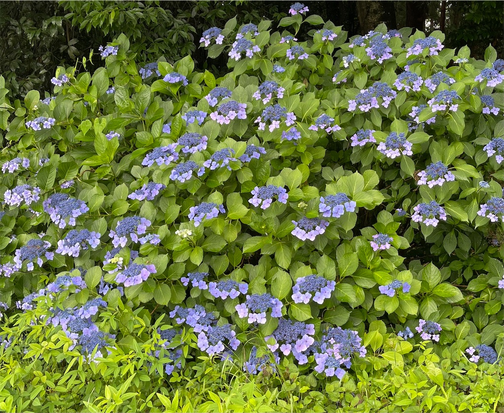 f:id:emi-sk:20230626073324j:image