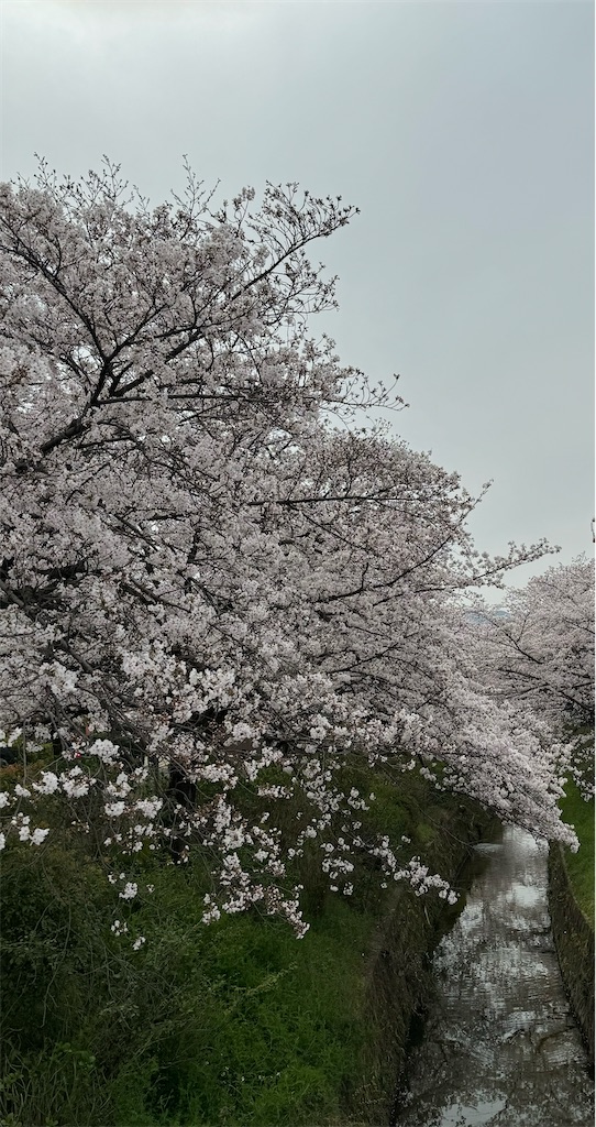 f:id:emi-sk:20240407100354j:image f:id:emi-sk:20240407100354j:image