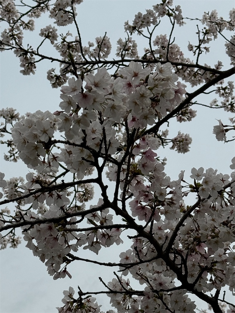 f:id:emi-sk:20240407100409j:image f:id:emi-sk:20240407100409j:image
