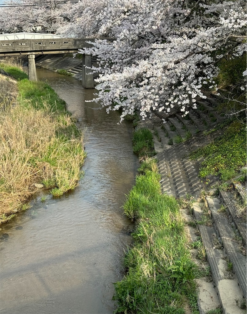 f:id:emi-sk:20240412061602j:image f:id:emi-sk:20240412061602j:image
