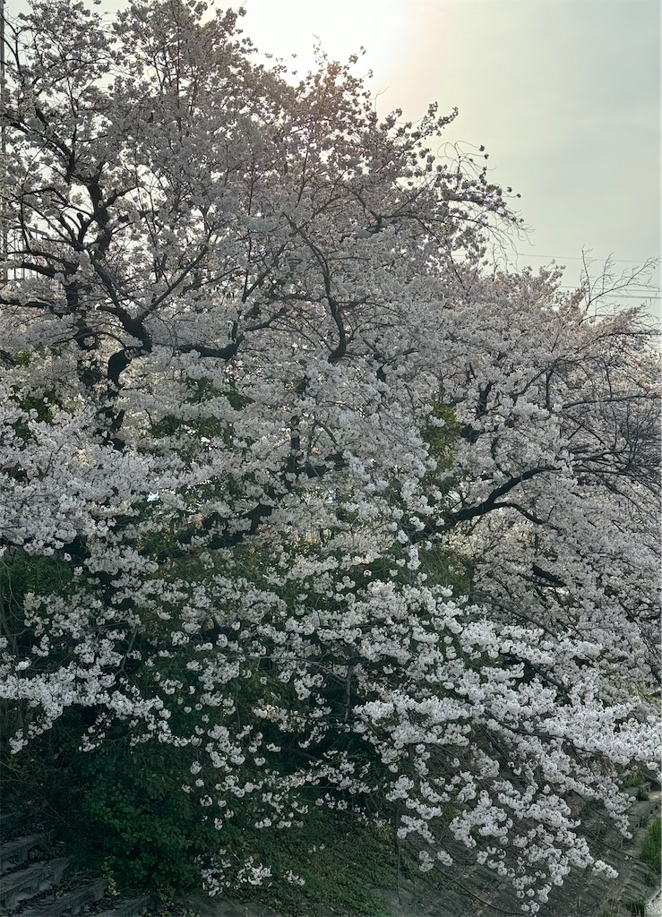 f:id:emi-sk:20240412061911j:image f:id:emi-sk:20240412061911j:image