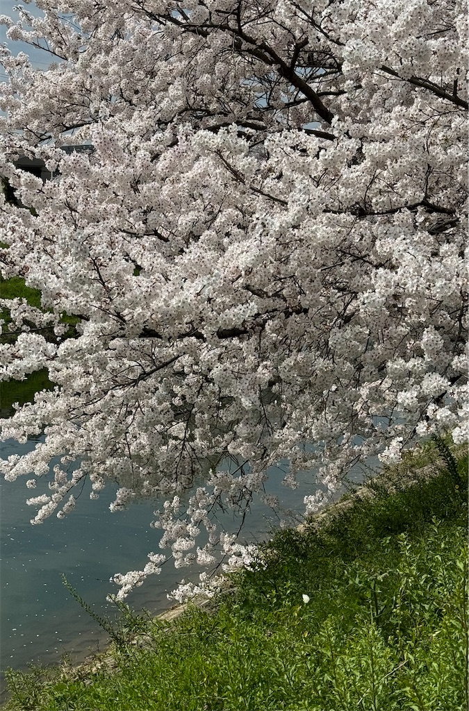 f:id:emi-sk:20240421194027j:image