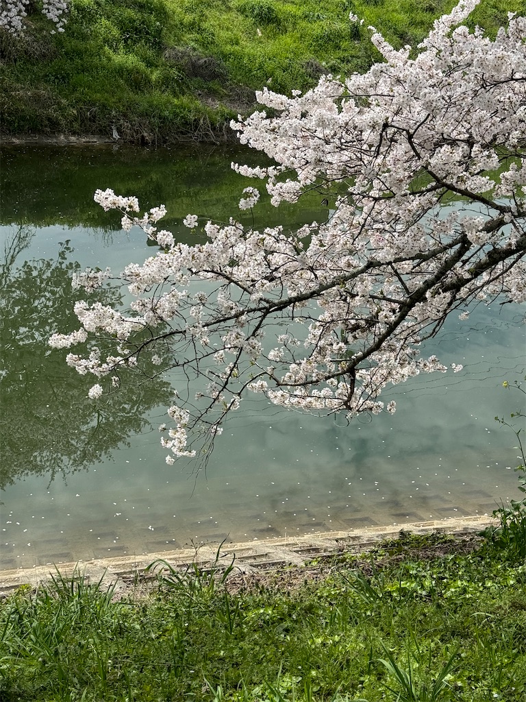 f:id:emi-sk:20240421194043j:image