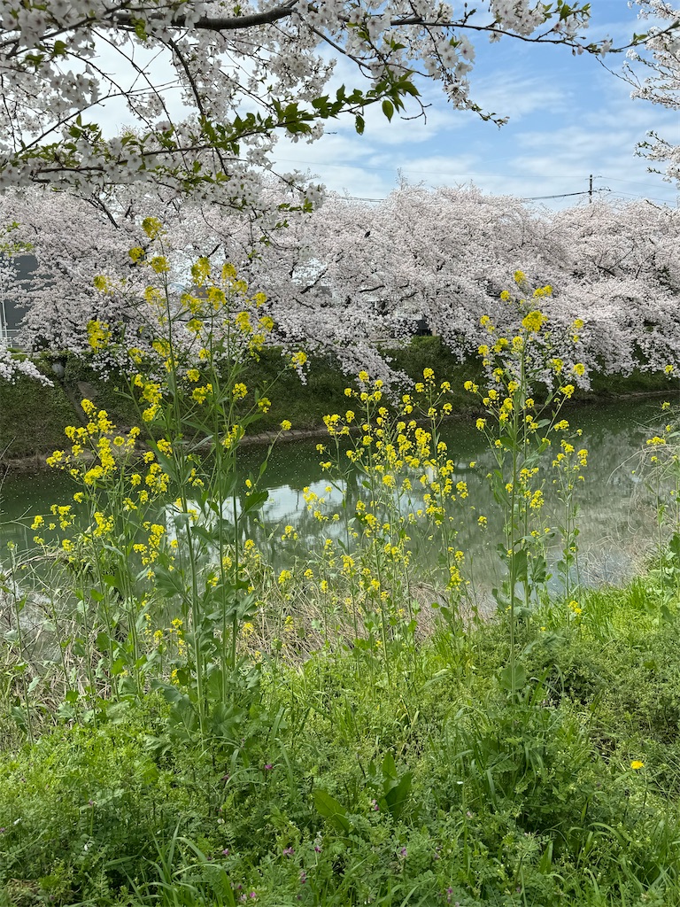 f:id:emi-sk:20240421194341j:image