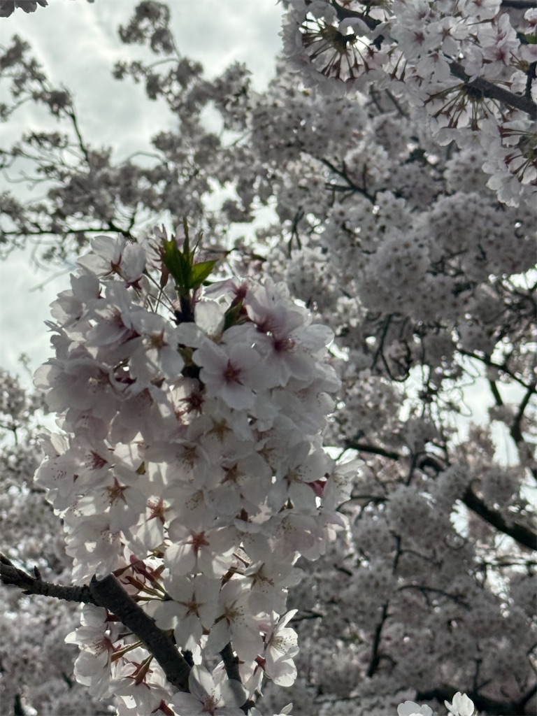 f:id:emi-sk:20240422061357j:image