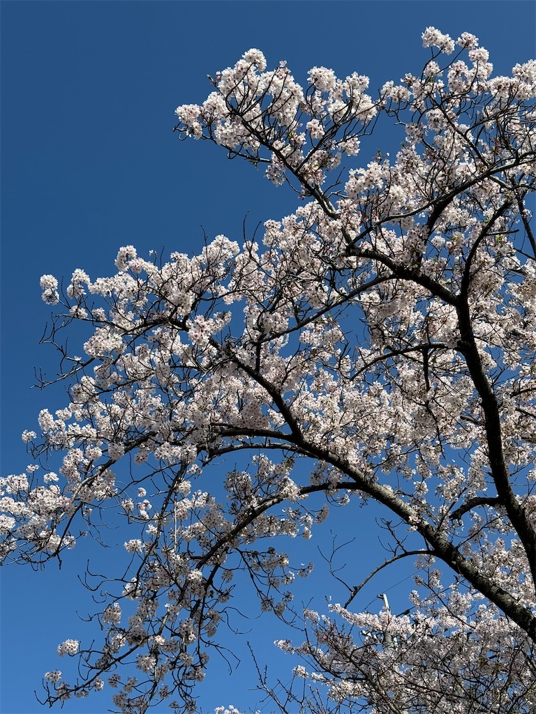 f:id:emi-sk:20240430055730j:image