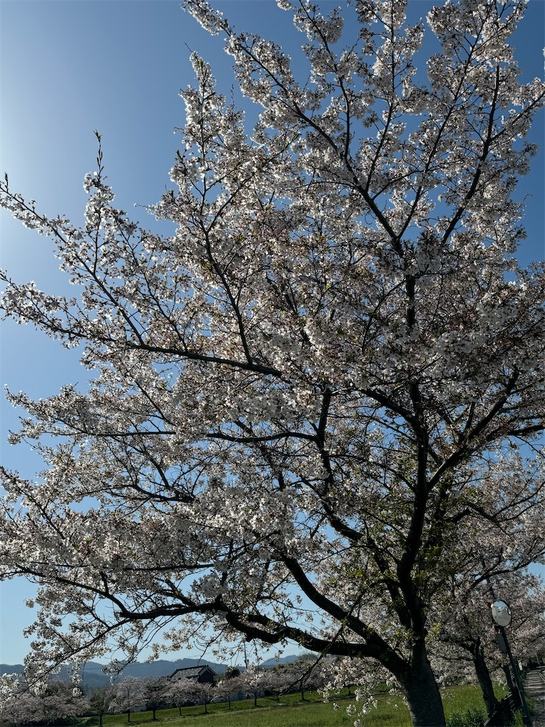 f:id:emi-sk:20240430060426j:image