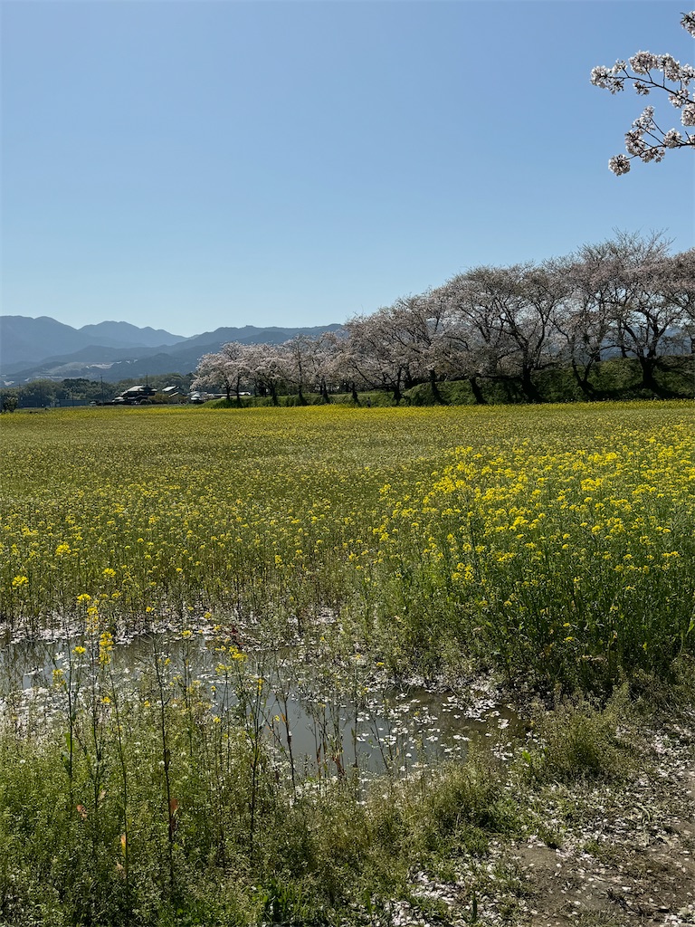 f:id:emi-sk:20240430061125j:image