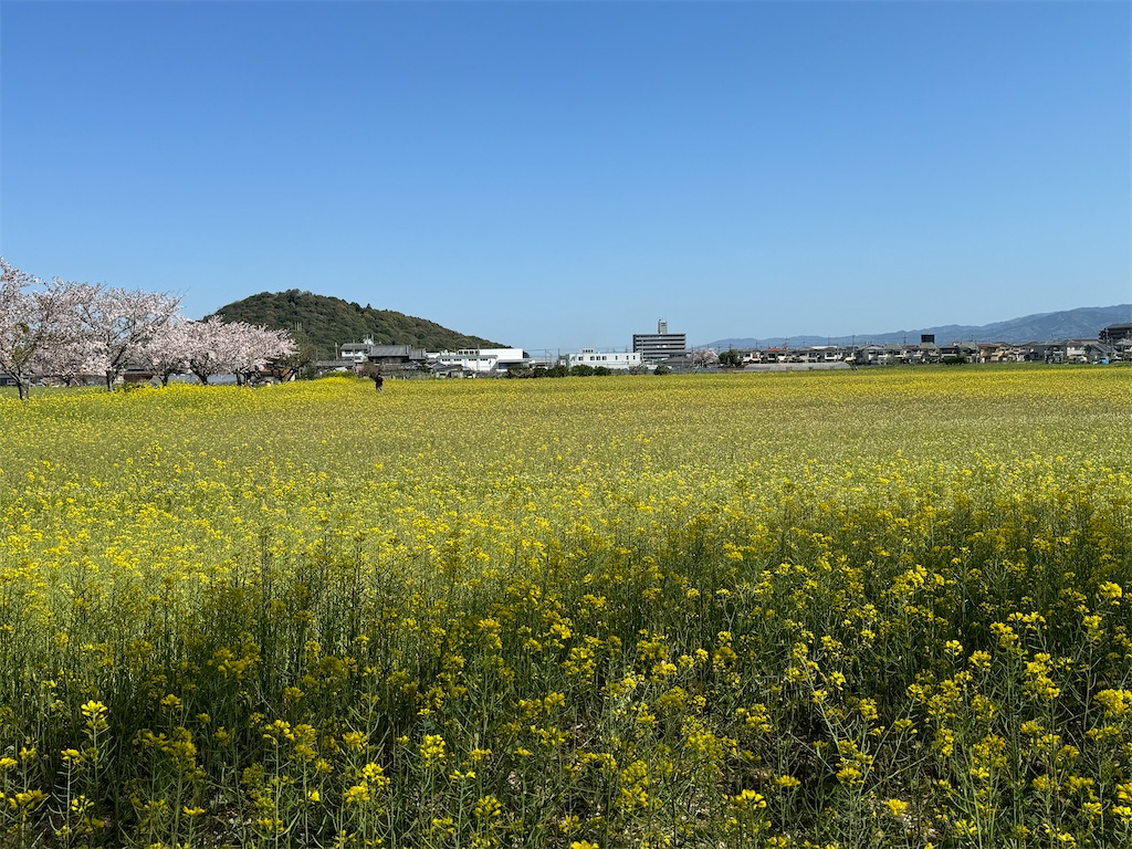 f:id:emi-sk:20240430061217j:image
