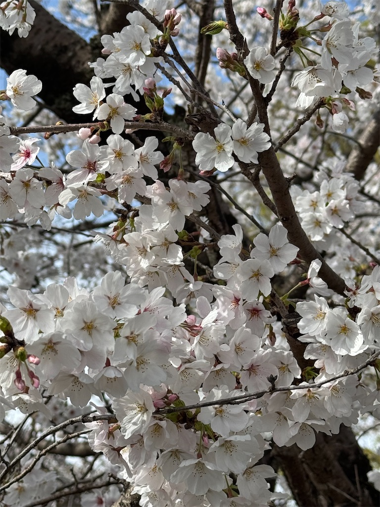 f:id:emi-sk:20250407071518j:image