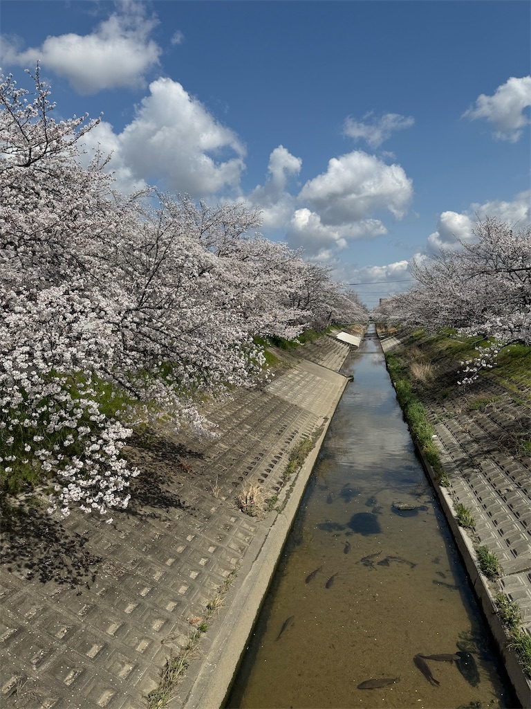 f:id:emi-sk:20250407071729j:image