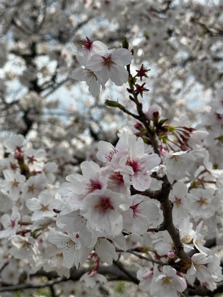 f:id:emi-sk:20250407072348j:image