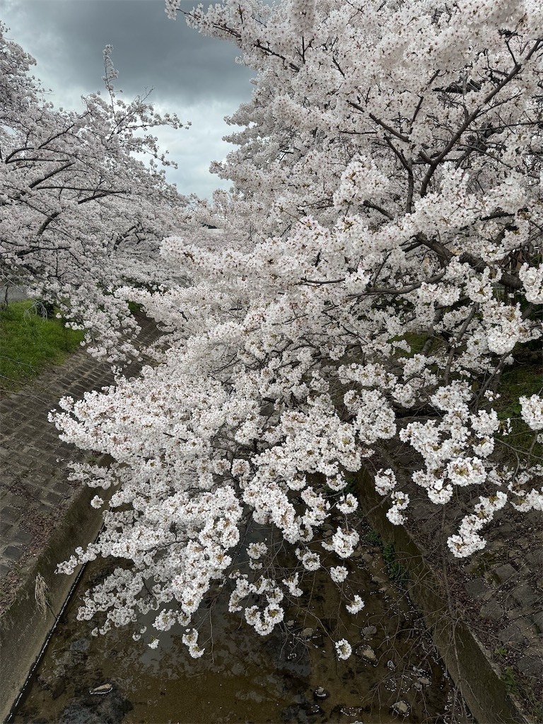 f:id:emi-sk:20250409081011j:image