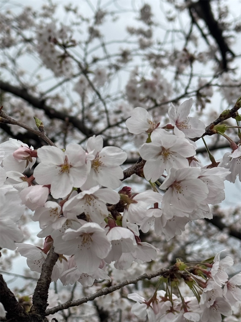 f:id:emi-sk:20250409083529j:image